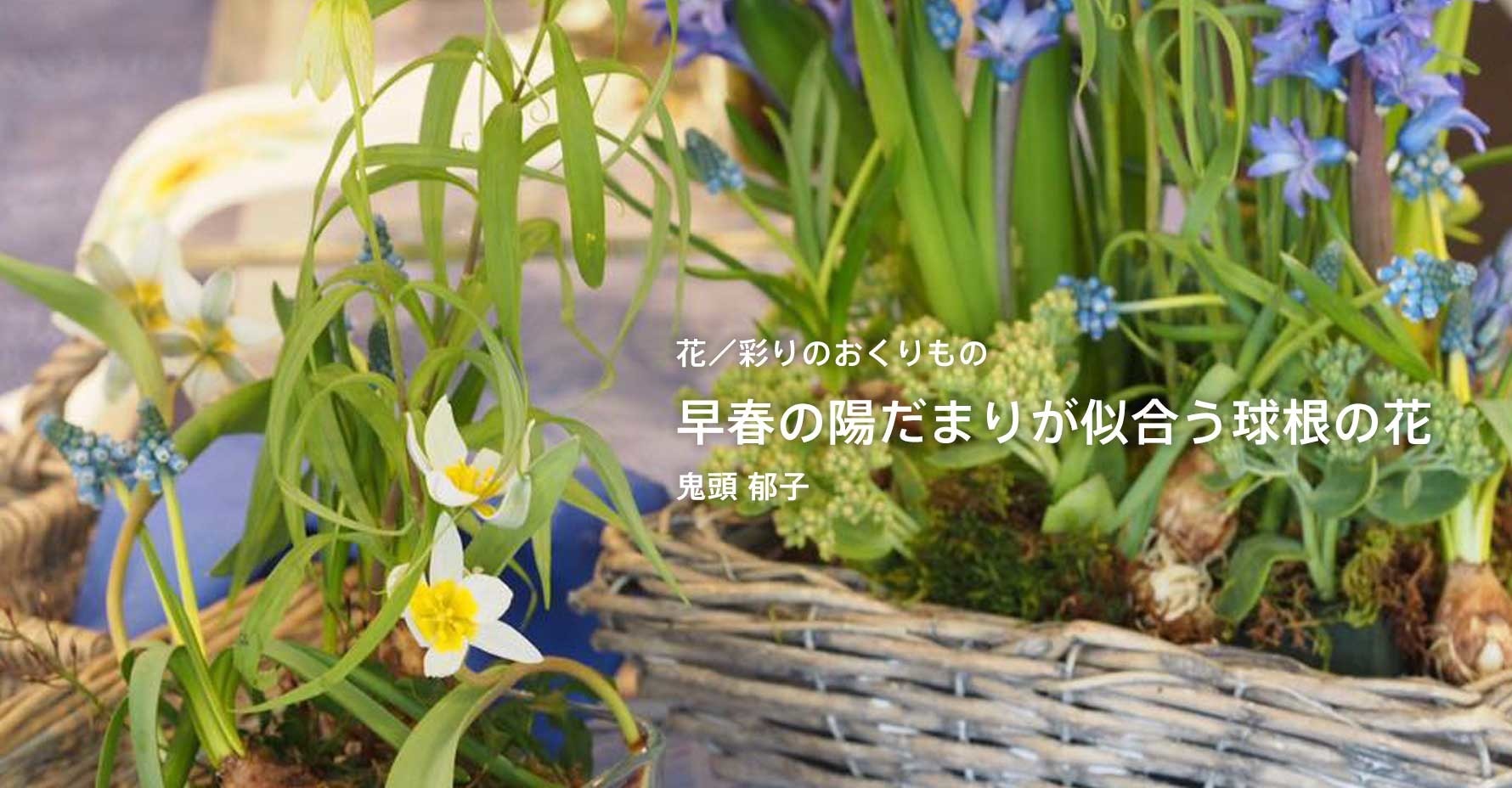 1月の鬼頭郁子さんのエッセイ「早春の陽だまりが似合う球根の花」を更新しました。